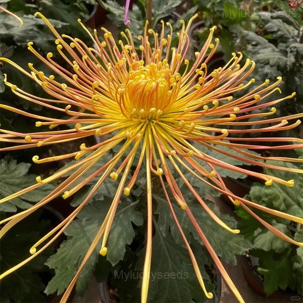Rare Chrysanthemum Seeds - Orange, 50 Seeds