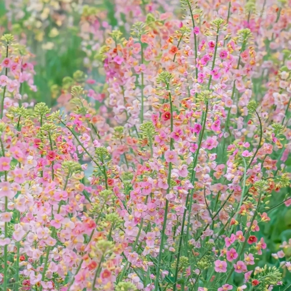 Colorful Rapeseed Flower Seeds - Image 4