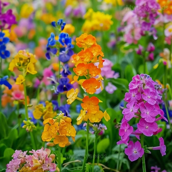 Colorful Rapeseed Flower Seeds - Image 9