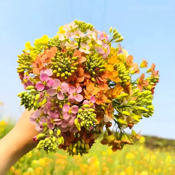 Colorful Rapeseed Flower Seeds - Image 10