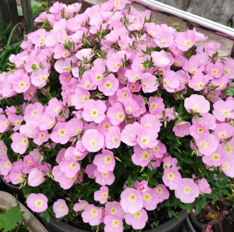Evening Primrose—Sea Of Pink Flowers - Yellow, 5000 Seeds
