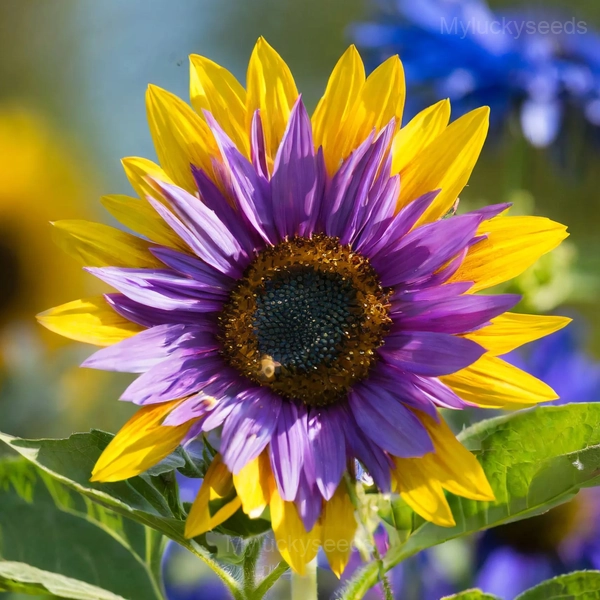 Purple Heart Sunflower Seeds - 150 Seeds