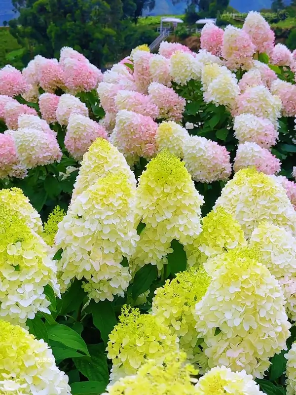 Ice Cream Hydrangea Seeds - Mixed Color, 20 Seeds