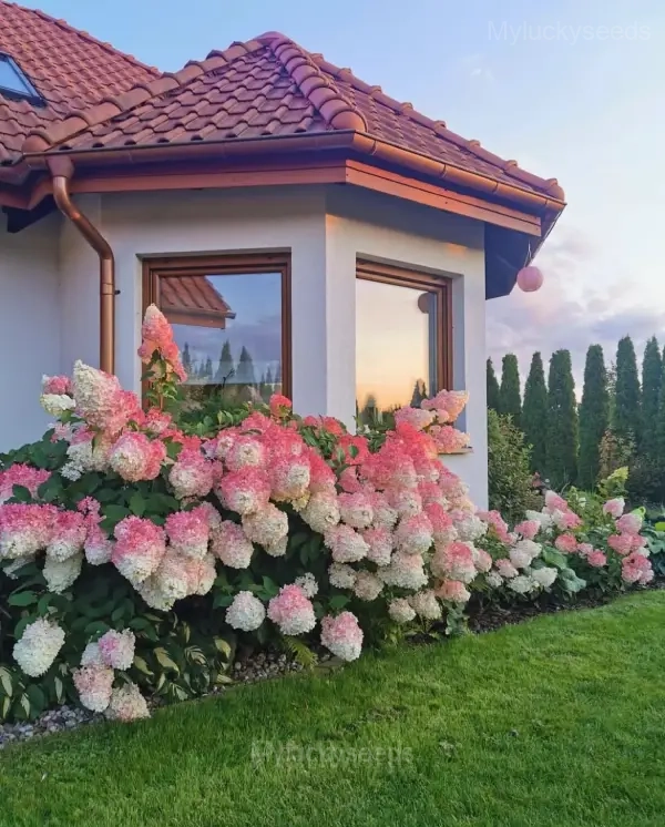 Ice Cream Hydrangea Seeds - Pale Pink, 50 Seeds