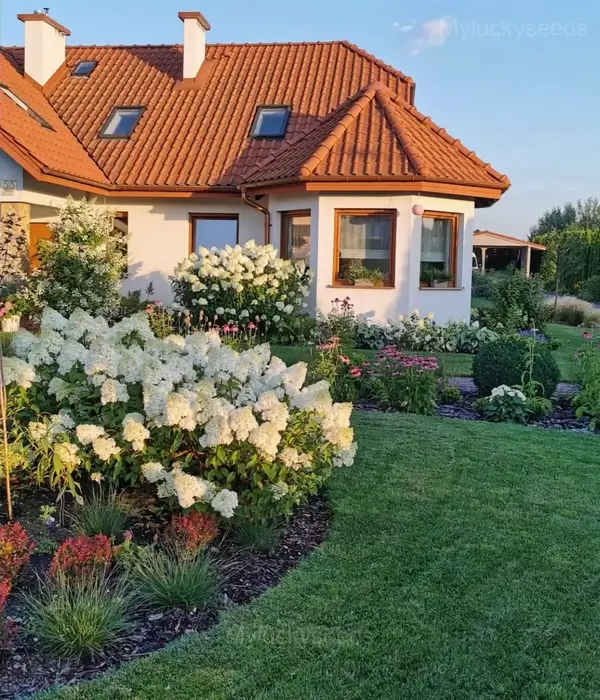 Ice Cream Hydrangea Seeds - White, 20 Seeds