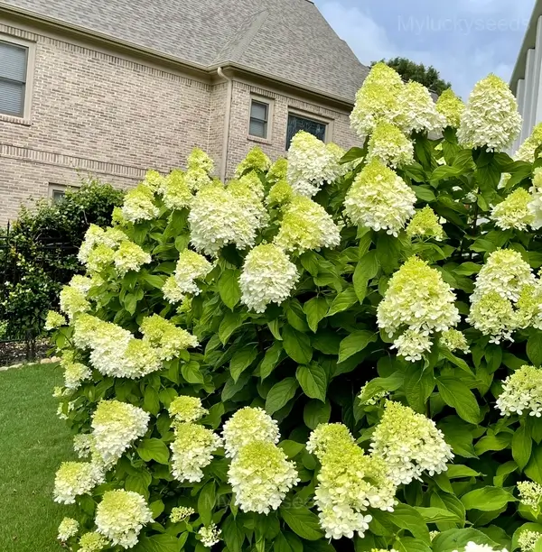 Ice Cream Hydrangea Seeds - Green, 🔥🔥200 Seeds