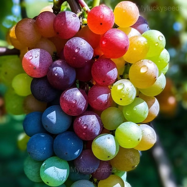 New Rare Rainbow Hybrid Grape Organic - 50 SEEDS (15% OFF)