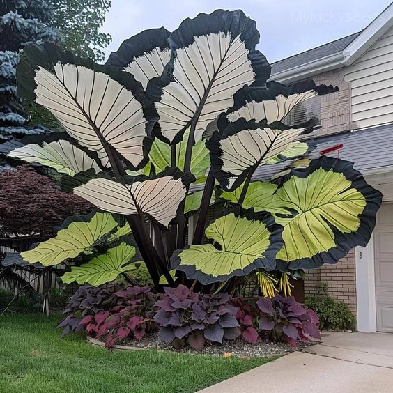 Giant Caladium Seeds-Green and Black - 💛100 Seeds (30% Off)