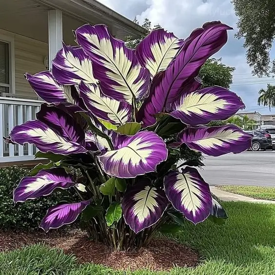Giant Caladium Seeds - 1⬜🟪, 💛100 Seeds (30% Off)