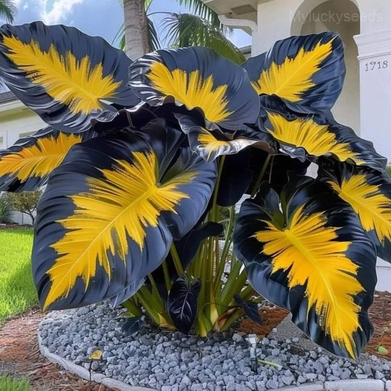 Giant Caladium Seeds-Yellow and Black - 50 Seeds