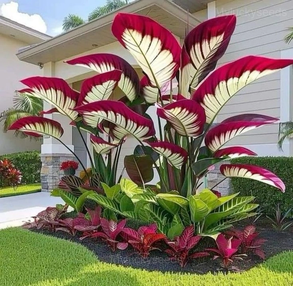 Giant Caladium Seeds - 10⬜🟥, 👍500 Seeds(Recommend)