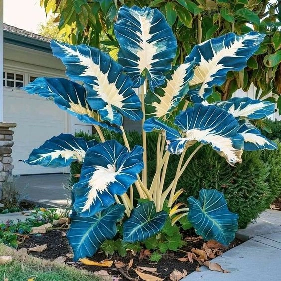 Giant Caladium Seeds-White and Blue - 💛100 Seeds (30% Off)