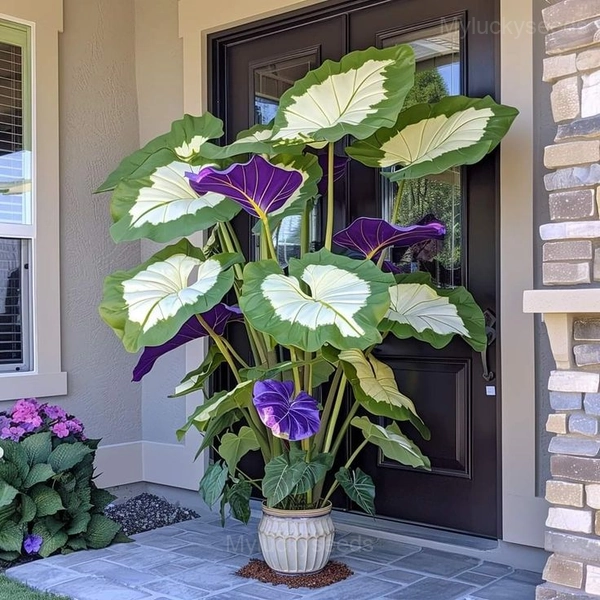 Giant Caladium Seeds - 4⬜🟩, 💗200 Seeds (50% Off)