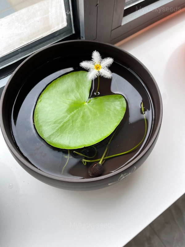 Lotus Leaf Seeds - Nymphoides indica - 20 Seeds