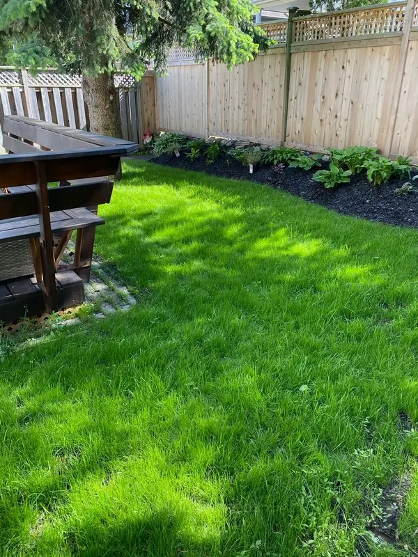 Evergreen Grass Seeds for All Seasons