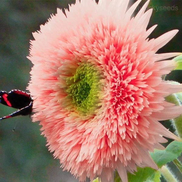 PINK POOH Sunflower Seeds - 50 Seeds