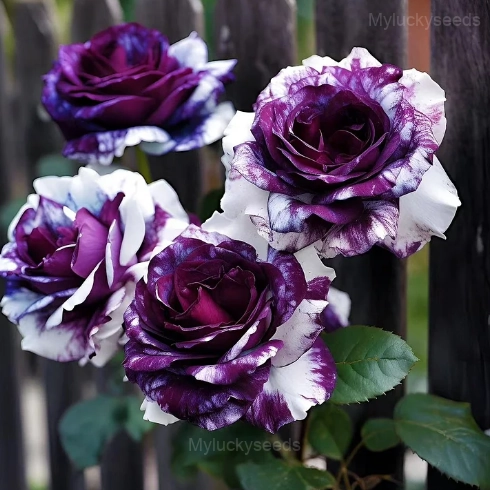 Rare Purple and White Twin Rose Seeds - 🔥100 Seeds