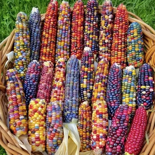 Decorative Corn Gem Corn Seeds - Image 2