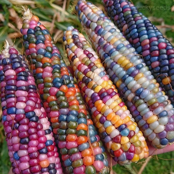 Decorative Corn Gem Corn Seeds
