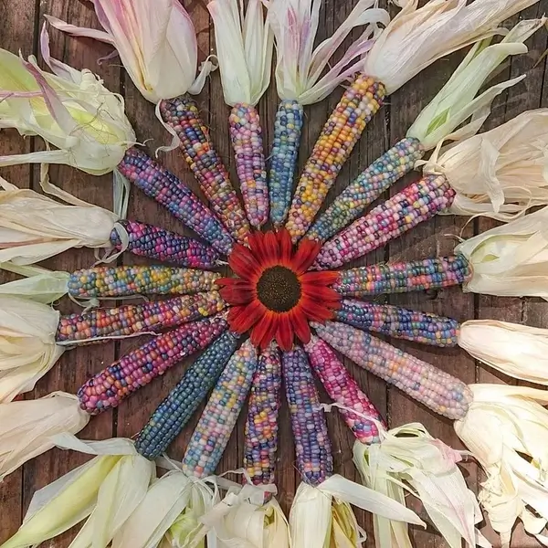 Decorative Corn Gem Corn Seeds - Image 4