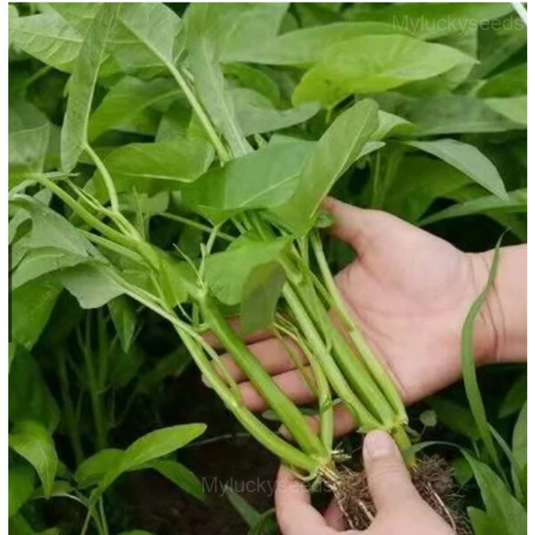 Triple-Stem Water Spinach Seeds