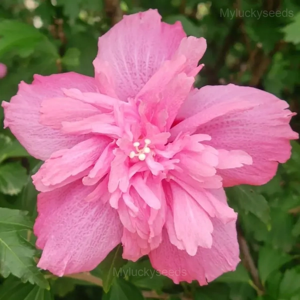 Giant Double Hibiscus Seeds - Tropical Blooms for Garden - Image 3