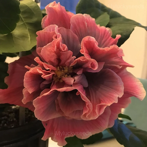 Giant Double Hibiscus Seeds - Tropical Blooms for Garden - Red, 💗50 Seeds