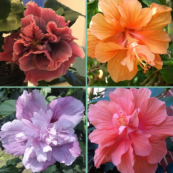 Giant Double Hibiscus Seeds - Tropical Blooms for Garden - Mixed Color, 👍200 Seeds