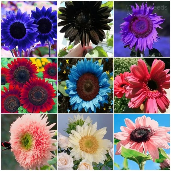 Rare Mixed Color Sunflower Seeds - 💗50 Seeds