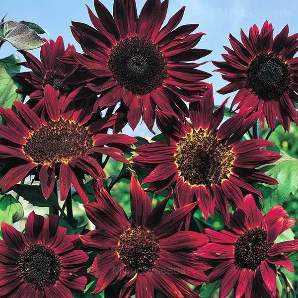 Rare Mixed Color Sunflower Seeds - Image 3