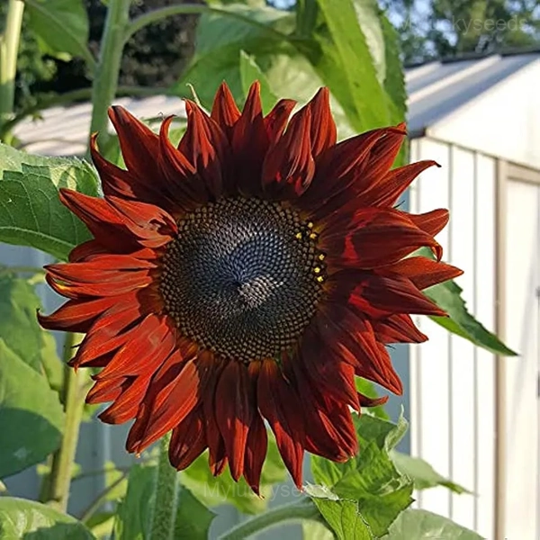 Rare Mixed Color Sunflower Seeds - Image 4