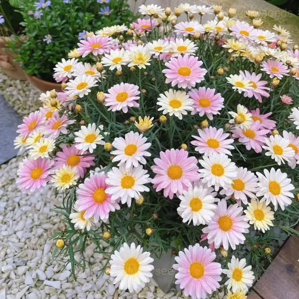 Pyrethrum Daisy Seeds - 500 Seeds, Mixed Color