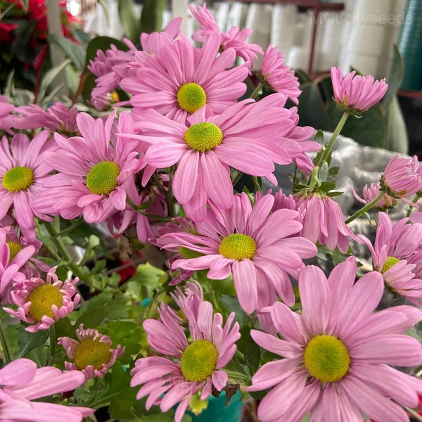 Pyrethrum Daisy Seeds - 100 Seeds, Pink