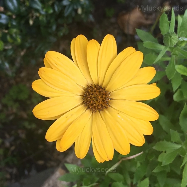 Pyrethrum Daisy Seeds - 50 Seeds, Yellow