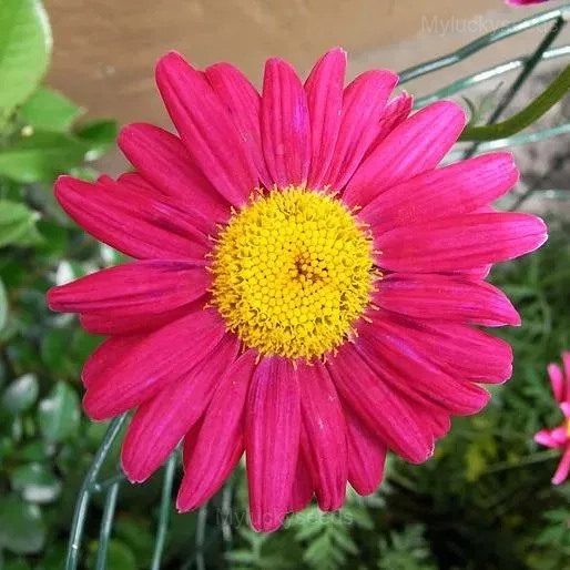 Pyrethrum Daisy Seeds - 50 Seeds, Red