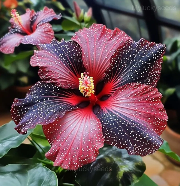 Mystic Hibiscus Sprouts - Red, 50 Seeds 🔥