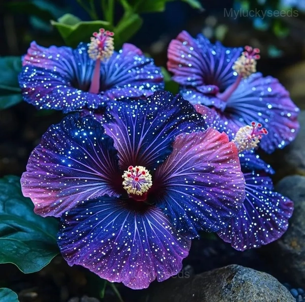 Mystic Hibiscus Sprouts - Purple, 100 Seeds 👍