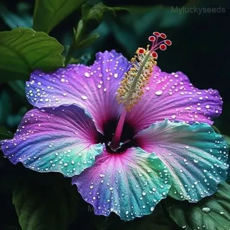 Mystic Hibiscus Sprouts - Gorgeous, 100 Seeds 👍