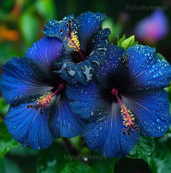 Mystic Hibiscus Sprouts - Blue, 100 Seeds 👍