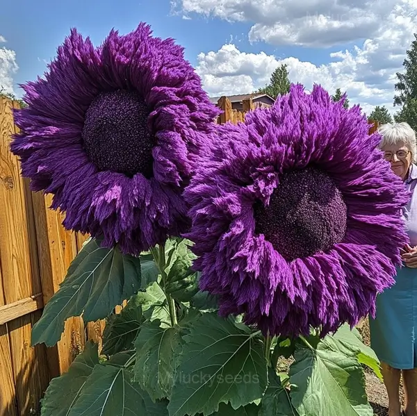 Giant Sunflower Seeds - Purple, 200 Seeds 😍