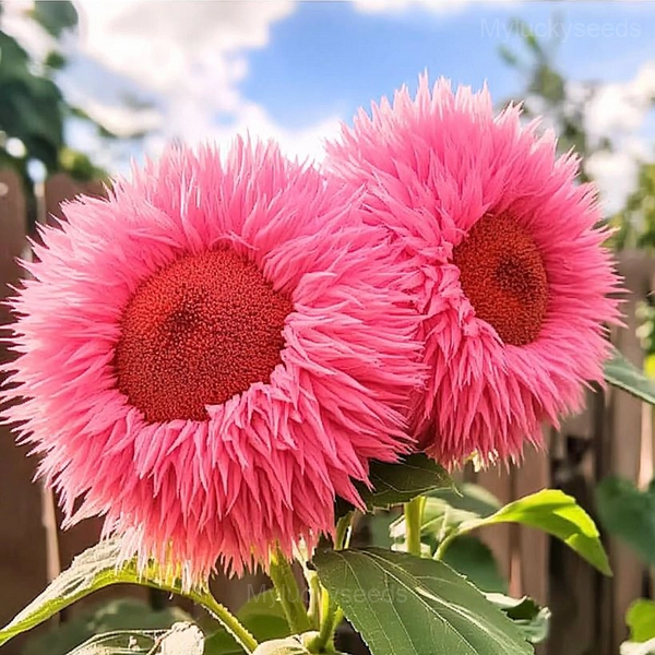 Giant Sunflower Seeds - Red, 50 Seeds💗