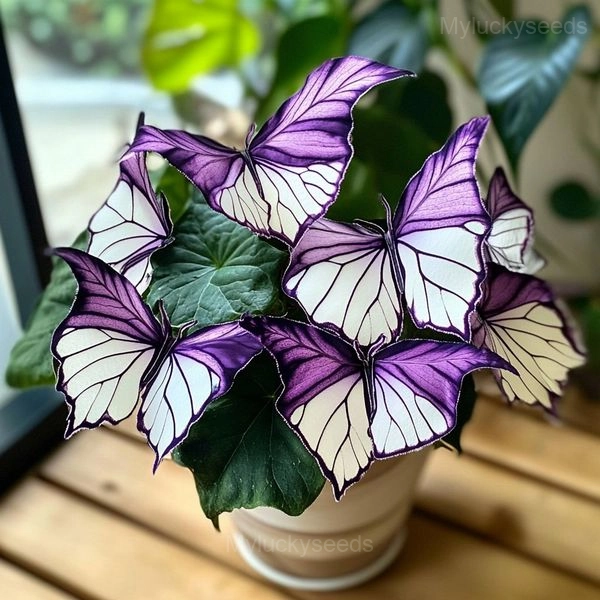 Moonlight Butterfly Begonia Seeds - 1🟪⬜, 200 Seeds