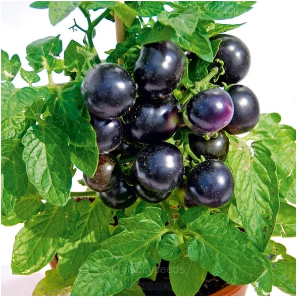 Dwarf Tomato Seeds - Black, 200 Seeds💗