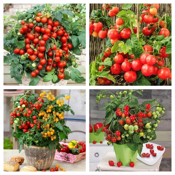 Dwarf Tomato Seeds