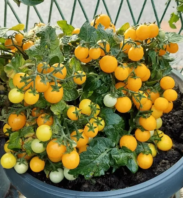 Dwarf Tomato Seeds - Yellow, 100 Seeds Best Choice 🔥
