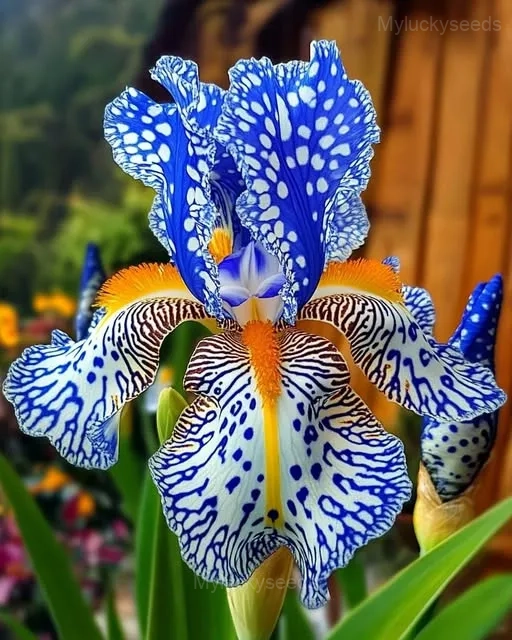 Iris Germanica Seeds - 16🟦🟨, 20 Seeds🌱