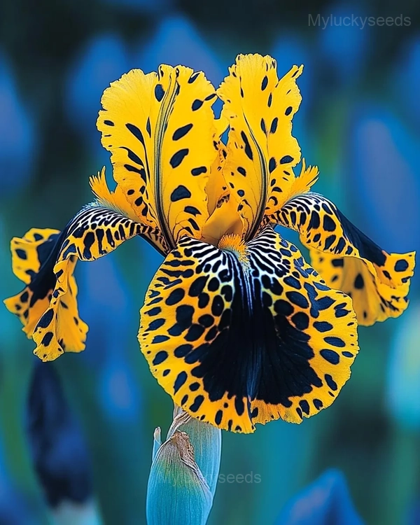 Iris Germanica Seeds - 13🟨⬛, 200 Seeds💗