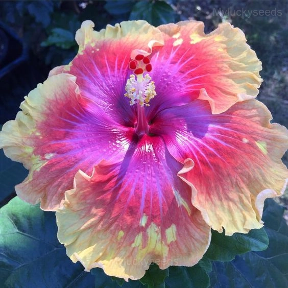 Royal Fantasy Hibiscus Seeds-Giant Hibiscus - 21💗🟨, 200 Seeds💕🔥