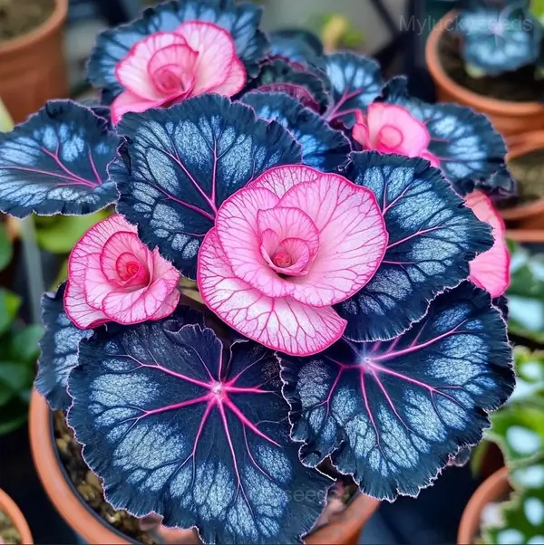Rare Jewel Begonia Moonlight Seeds - 26💗🟦, 100 Seeds🔥🔥