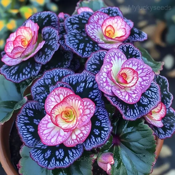 Rare Jewel Begonia Moonlight Seeds - 23💗🟪, 200 Seeds💛🔥